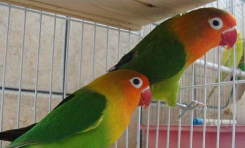玄鳳鸚鵡怕冷嗎？