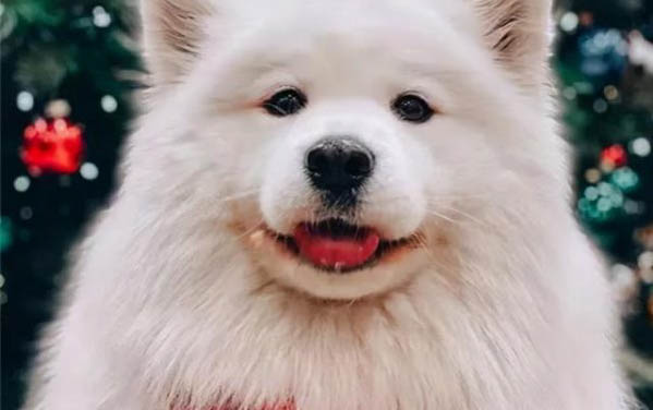 薩摩耶幼犬大概多少錢