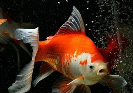 金魚壽命有多長？