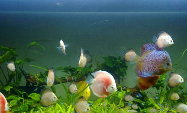 怎么養魚水好？