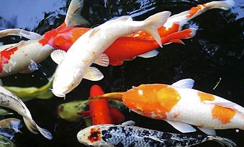 錦鯉魚鱗變黑是什么原因該怎么治療