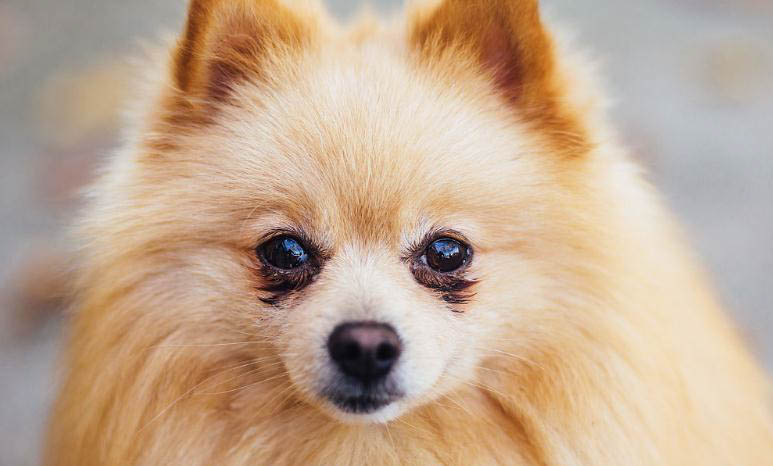 博美犬壽命