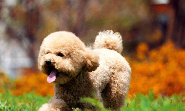 有狗專門吃的避孕藥嗎怎樣喂