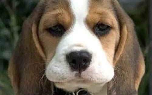 2個月的狗兒感冒拉肚子