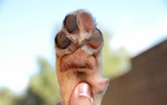狗狗感冒會不會傳染給別的犬