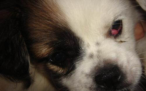 狗狗冠狀病毒肺炎有哪些癥狀