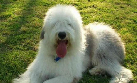 德國(guó)牧羊犬眼睛有眼屎是什么原因引起的