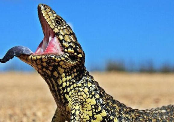 松果蜥多少錢一只