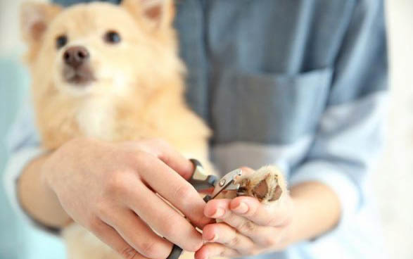 狗狗吃雞肝好嗎