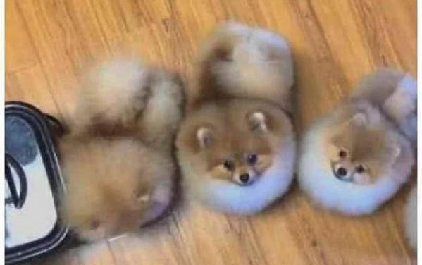 如何購(gòu)買(mǎi)博美狗犬狗糧