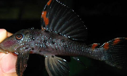 養(yǎng)不死的魚有哪些