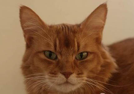 索馬里貓淋巴結腫大的原因及處理方法