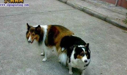 狗狗犬瘟需要打多久的單抗