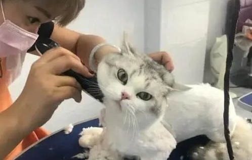 貓咪生產前需要做哪些準備
