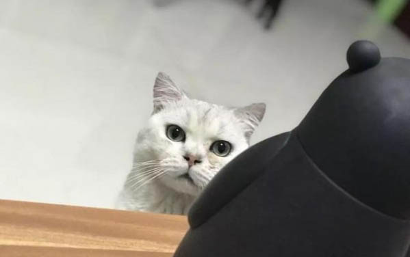 貓咪吃蒙脫石散要禁食嗎？