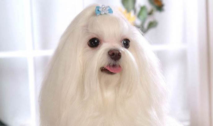 如何糾正狗狗隨地大小便的毛病啊