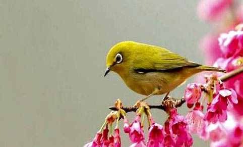 如何挑選繡眼鳥