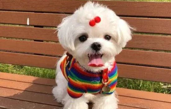 狗狗感冒不吃藥怎么辦？