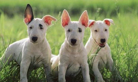 牛頭梗幼崽多少錢一只?