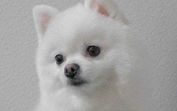 狗狗輕微中毒會出什么癥狀