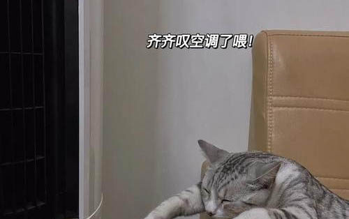 兩個(gè)月的小貓能吃雞胸肉嗎