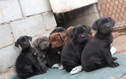 卡斯羅犬打架排第幾