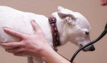 愛犬島和頂尖哪個好