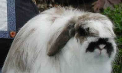 垂耳兔多少錢一只