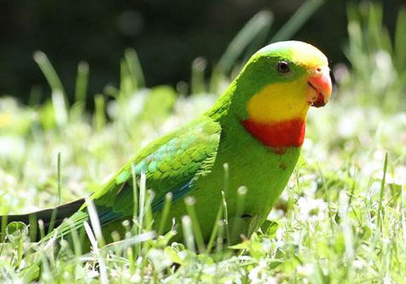 6種適合與鸚鵡魚一起混養的魚類