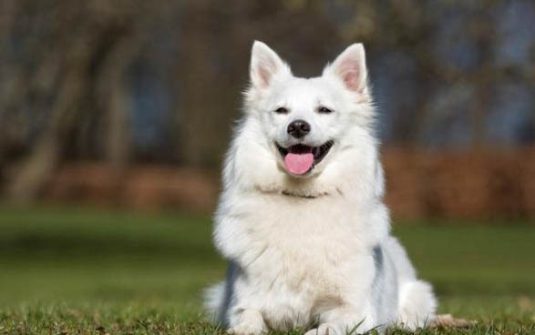 小薩摩耶犬需要多少錢