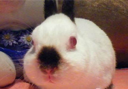 喜馬拉雅兔子能長多少斤