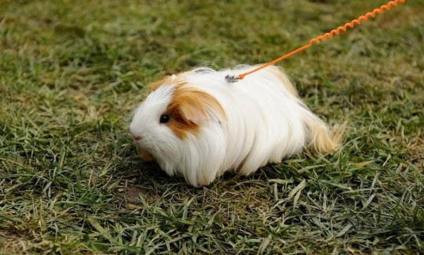 荷蘭豬和花枝鼠哪個好養