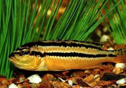 龍魚不同生長階段的喂養方法