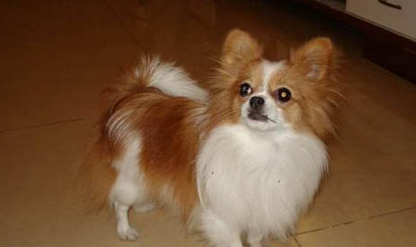 蝴蝶鯉怎么養魚鰭大