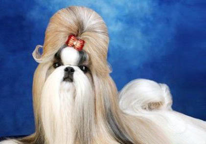 西施犬為什么沒人養啊