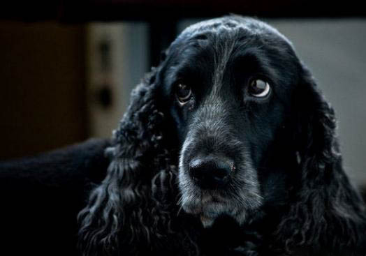 英國可卡犬可以洗澡嗎