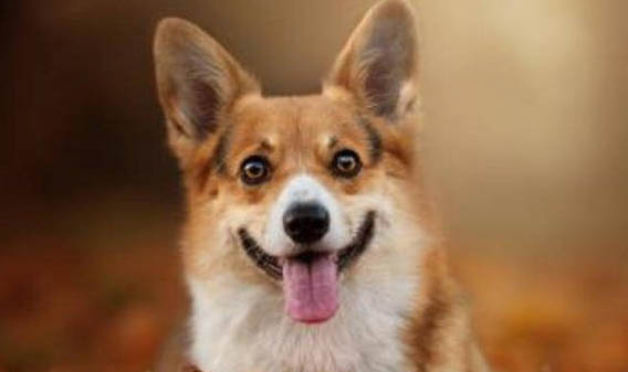 比格犬和柯基犬哪個智商高