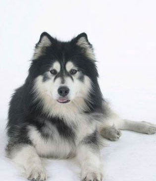 哪里有阿拉斯加犬舍