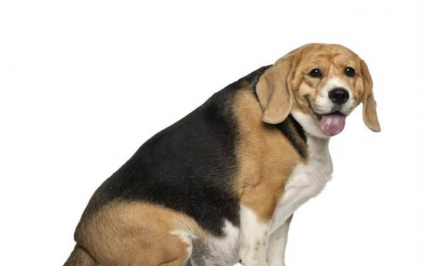 泰迪狗屬于什么犬種