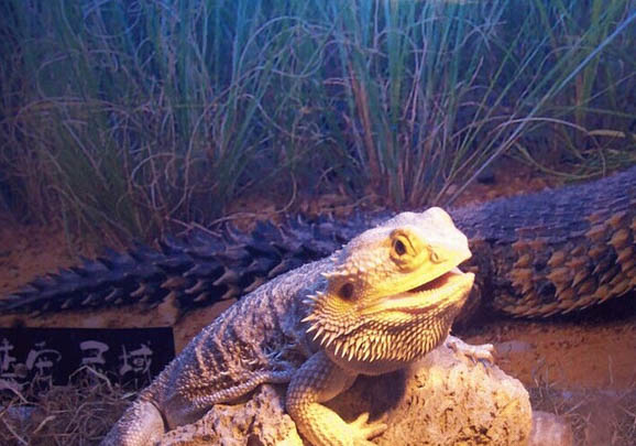 鬃獅蜥怎么分辨公母？