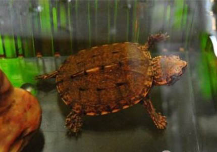 斑紋泥龜好養嗎