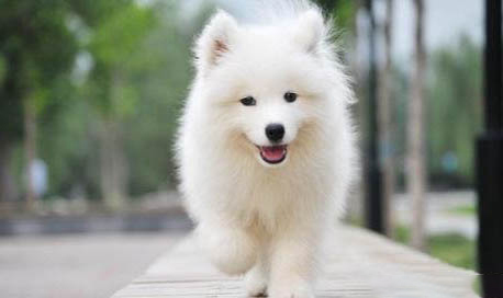 薩摩耶犬舍哪個好