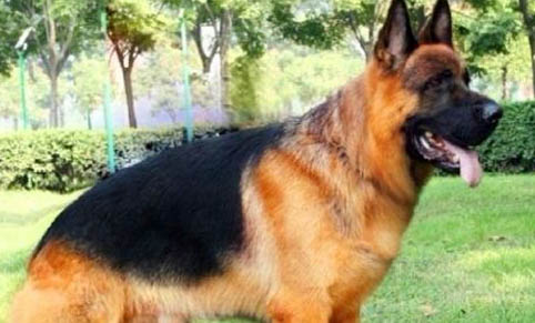 德國(guó)牧羊犬多大立耳?