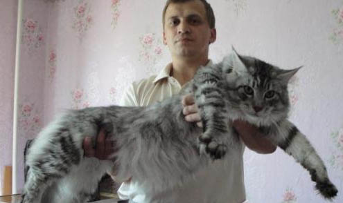 緬因貓得細小的癥狀