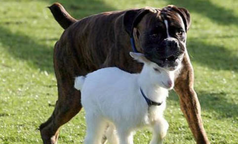 拳師犬和羅威納哪個好