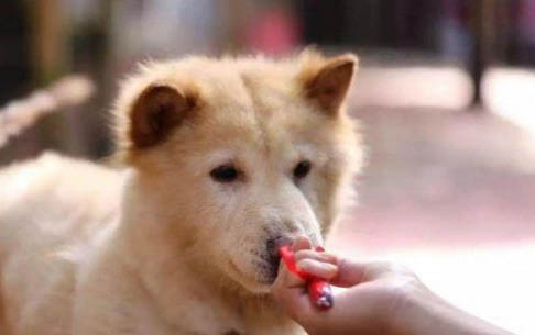 柴狗和土狗的區別?