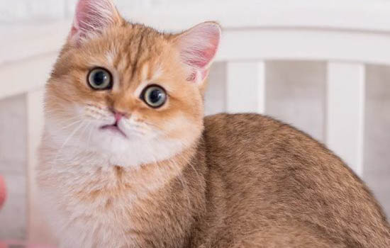 不建議新手養金漸層的原因及處理方法