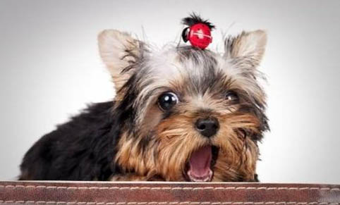 約克夏犬的優缺點