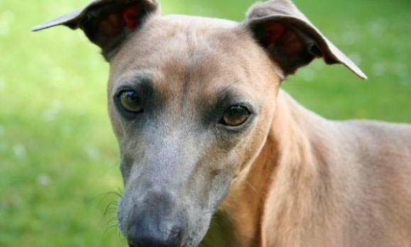 波斯純種靈緹犬