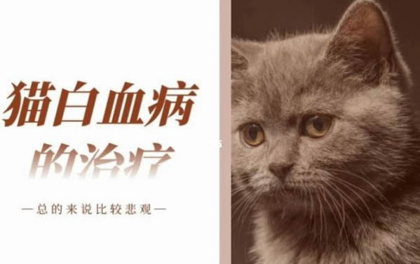 小貓拉肚子吃什么藥效果好